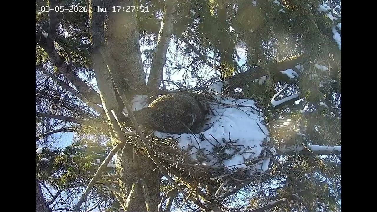 Albert came to the Nest for a Long Visit