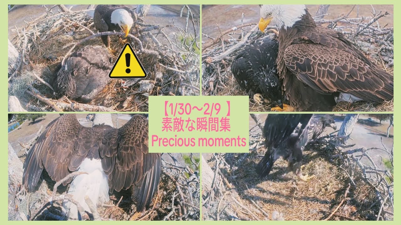 【1/30〜2/9  】素敵な瞬間集  /  Precious moments【2025 - 26 Southwest Florida Eagle Cam  No.14】