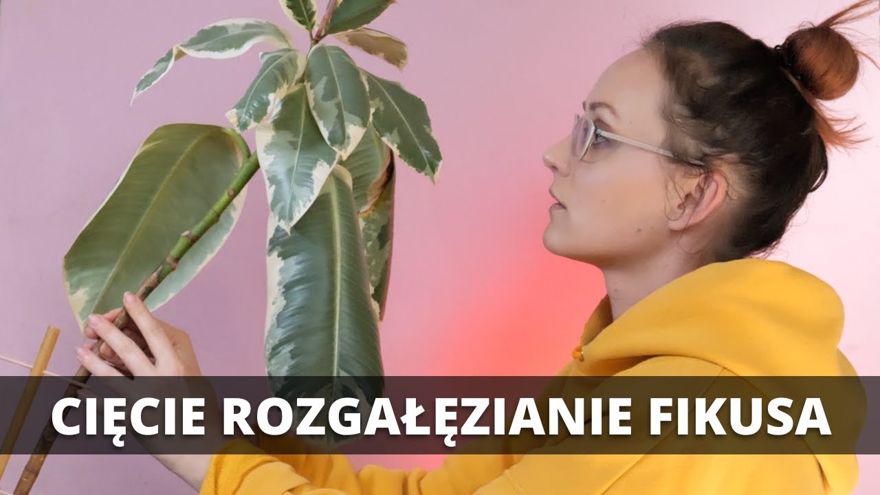 Jak rozgałęzić, przyciąć i rozmnożyć FIKUSA sprężystego ? Fikus cięcie, rozmnażanie, rozgałęzianie