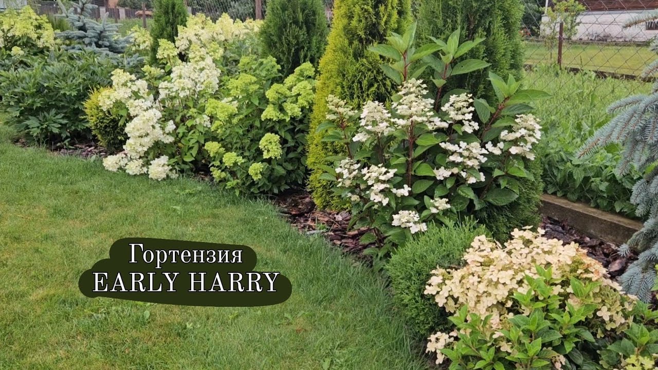 Гортензия EARLY HARRY или Ранний Гарри. 14 июля 2024