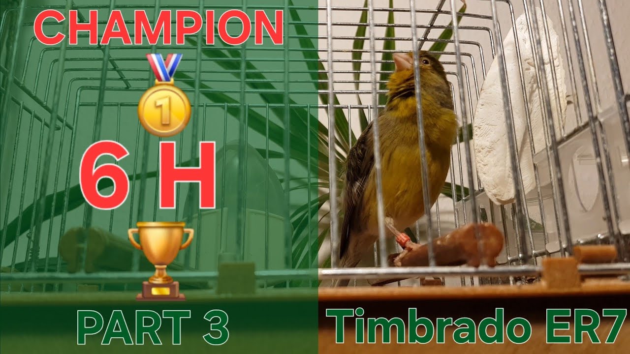Champion 🏆 Part 3 - Canary Training Song - 6 h - Timbrado Español Classico Original 17_12