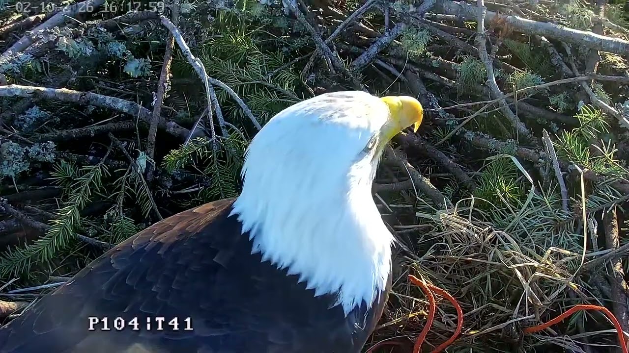 Bald eagles Ellie and Eddy. 