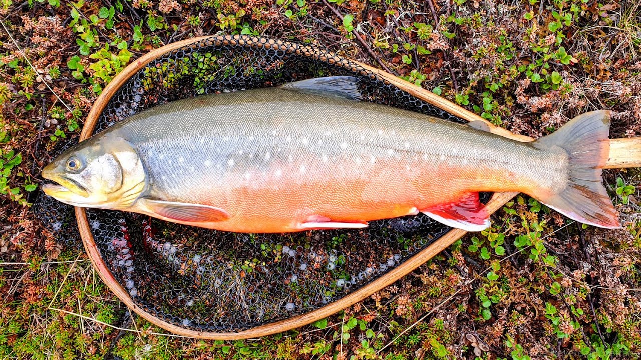 Et fiskeeventyr fra Ifjordfjellet og Laksefjordvidda