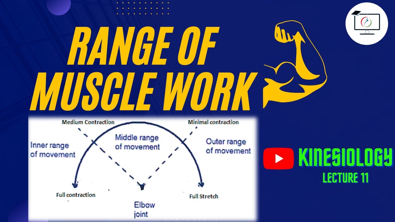 Range of Muscle Work | Muscle Excursion | Kinesiology