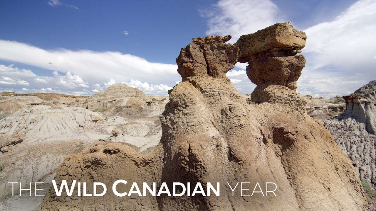 Alberta&rsquo;s Surreal Badlands Shaped By Torrential Rainstorms | Wild Canadian Year