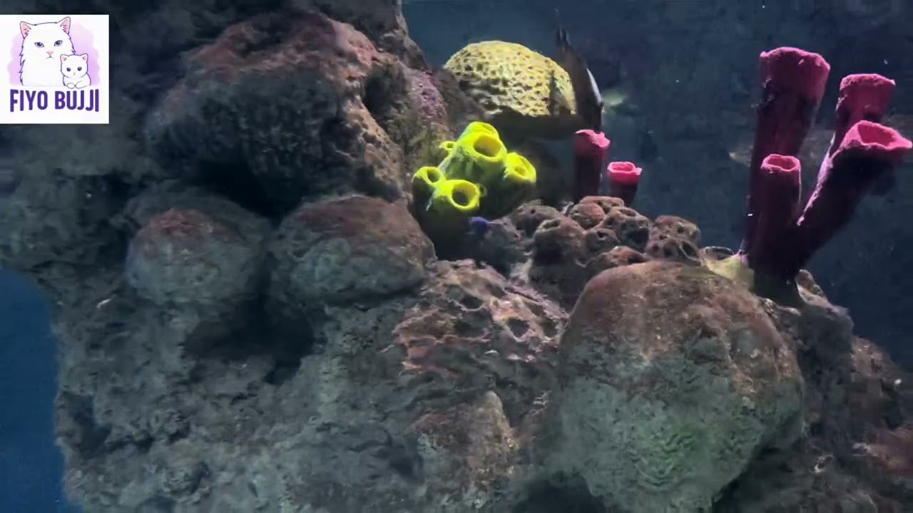 Relax our Soul with This View (Jeddah aquarium) part 1