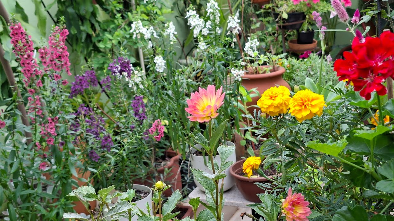 Elegante jardim inspirador de plantas com flores delicadas 