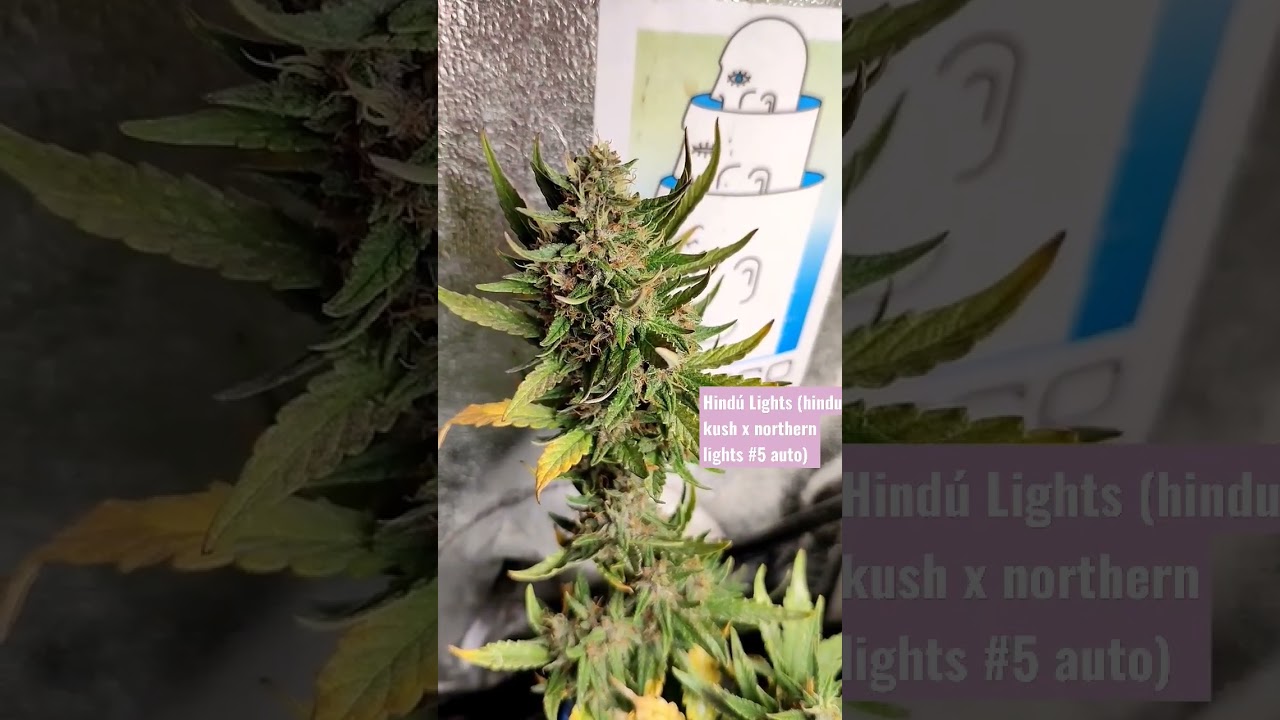 hind&uacute; Kush x northern lights Autofloreciente