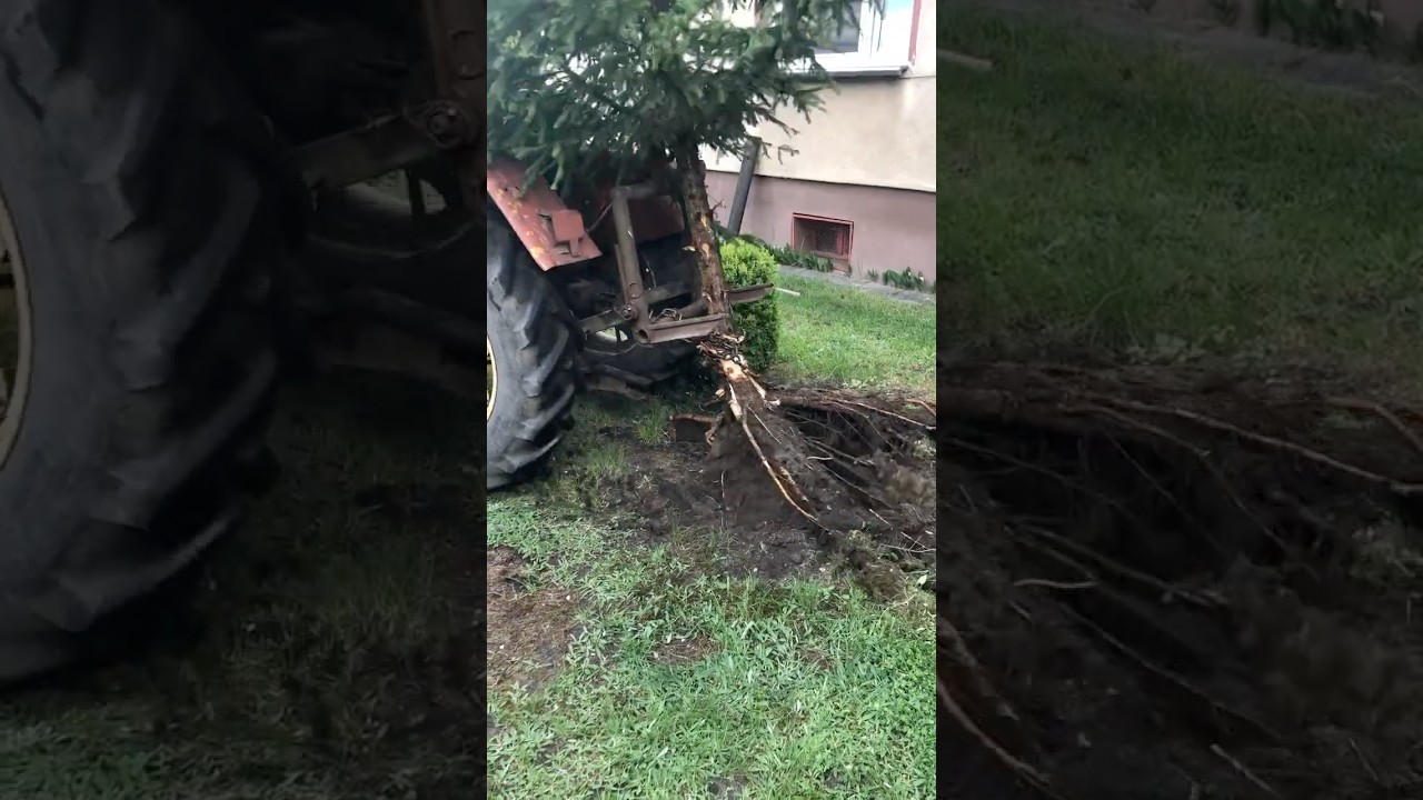 Wyrywanie drzewka 30stka ursus #tree #ursus #tractor #prl