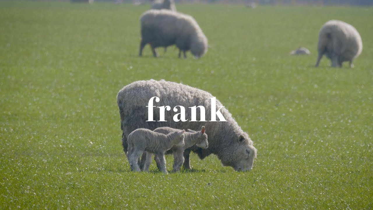 Can strong wool make a comeback?