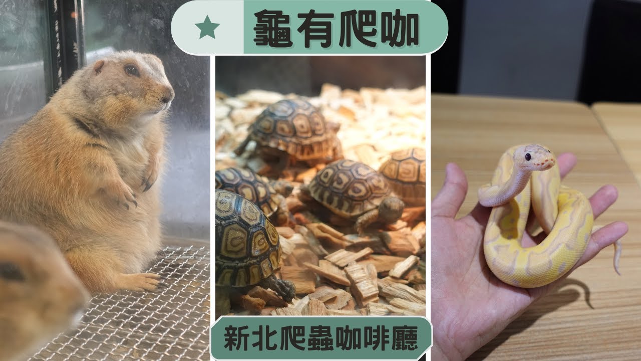 可以喝咖啡的爬蟲寵物店🐢竟然有土撥鼠｜龜有爬咖 爬蟲寵物咖啡廳 新北市三重區