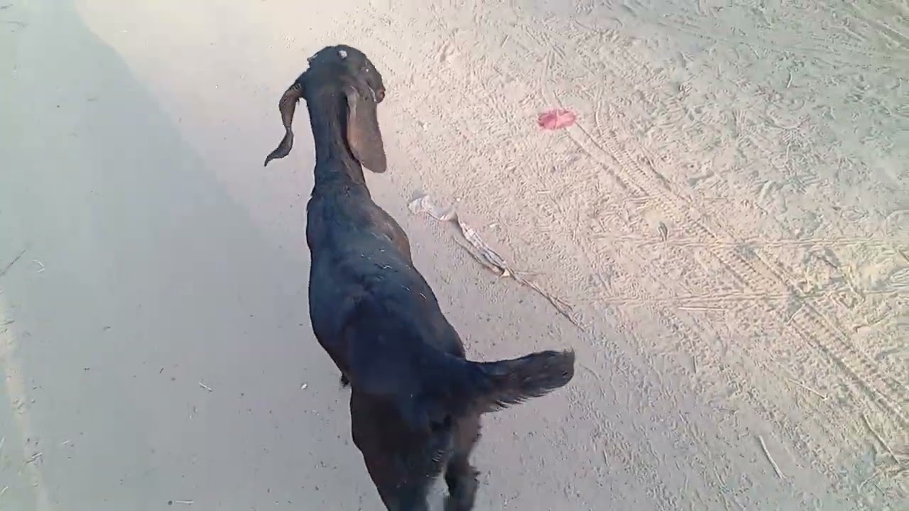 Zohan khan🐐🐐🐐🐐♥️♥️♥️♥️