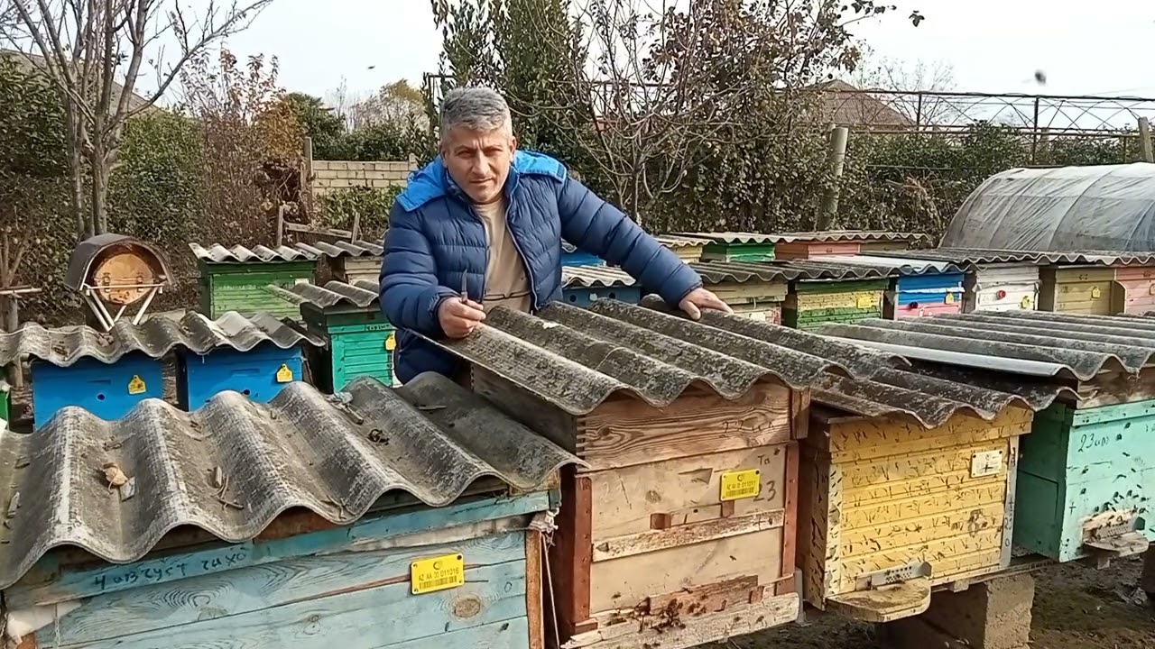 Ana arı bankı nədir?