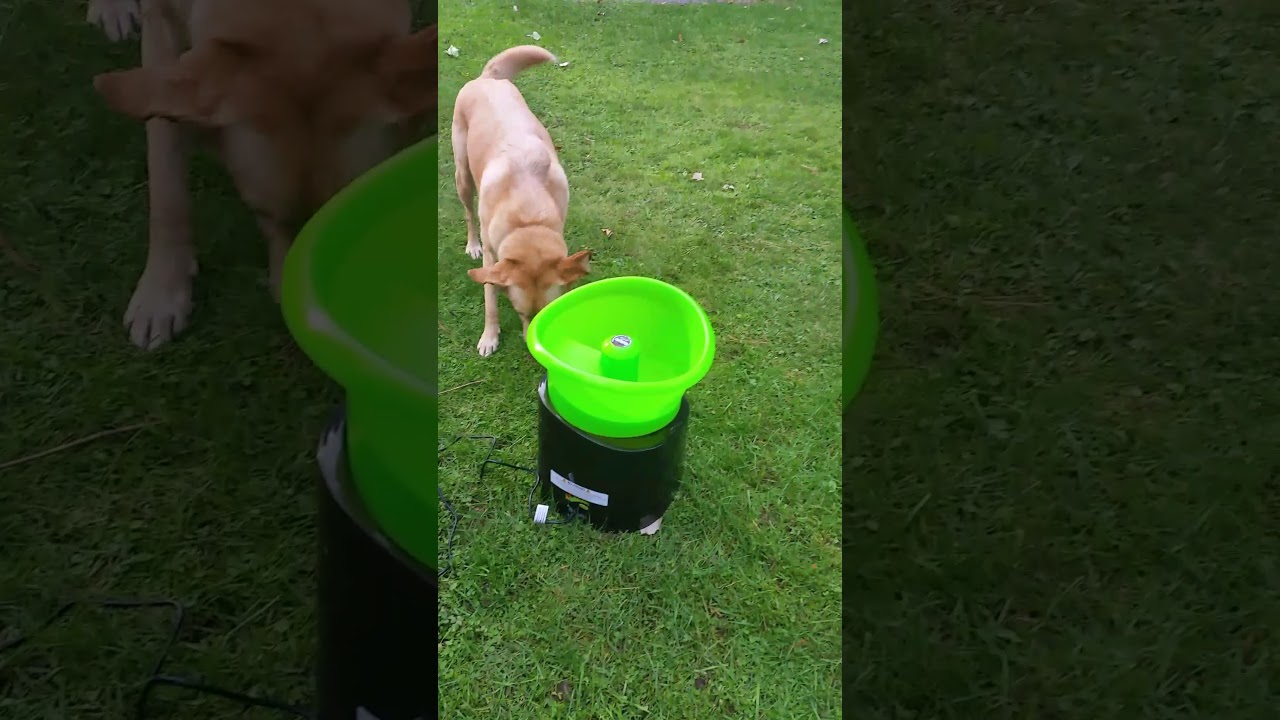 Go Dog Go ball launcher