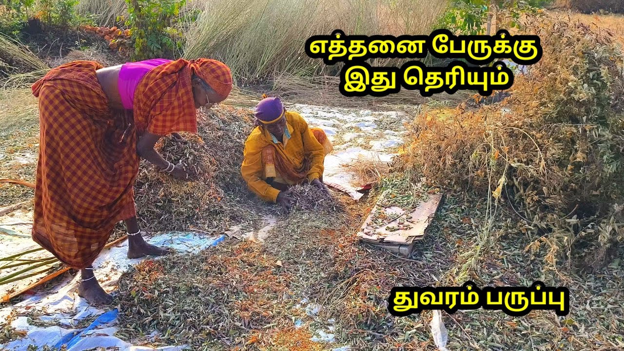 இதையும் தெரிந்து கொள்வோம் l #சாம்பார் துவரம் பருப்பு l #village life l #toor dal l #traditional life