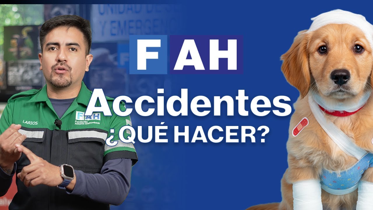¡Tu Mascota se Accidentó! Qué Hacer (y Qué NO) Antes de Ir al Veterinario | Consejos de un Experto