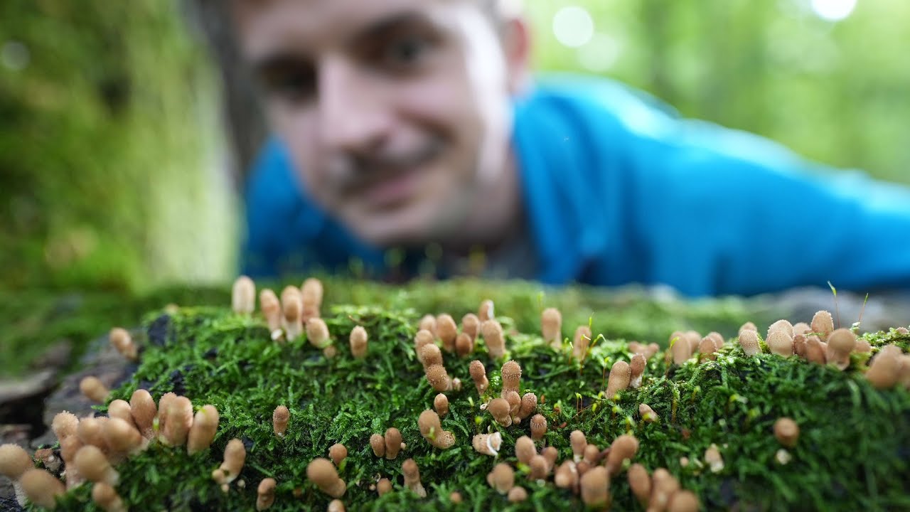 Co w PUSZCZY piszczy? GRZYBY!