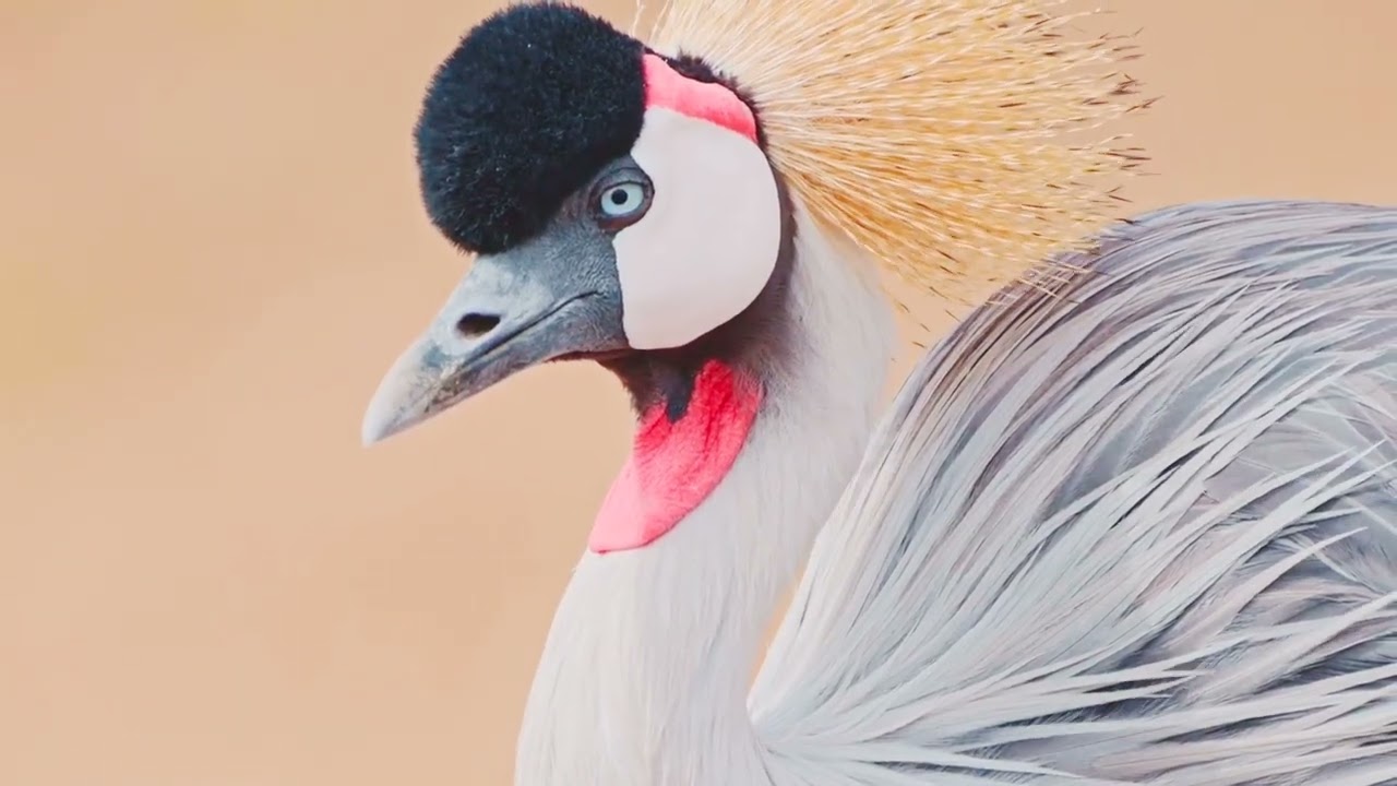 Ultimate Wild Animals Collection in 8K ULTRA HD / 8K TV