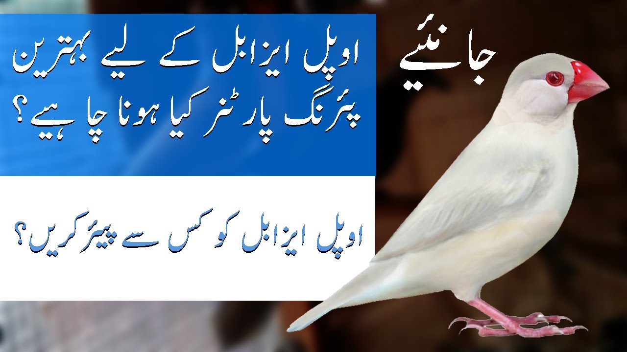 What is Best Partner Choice for Opal ISabel  Java Sparrow ( URDU Language  )