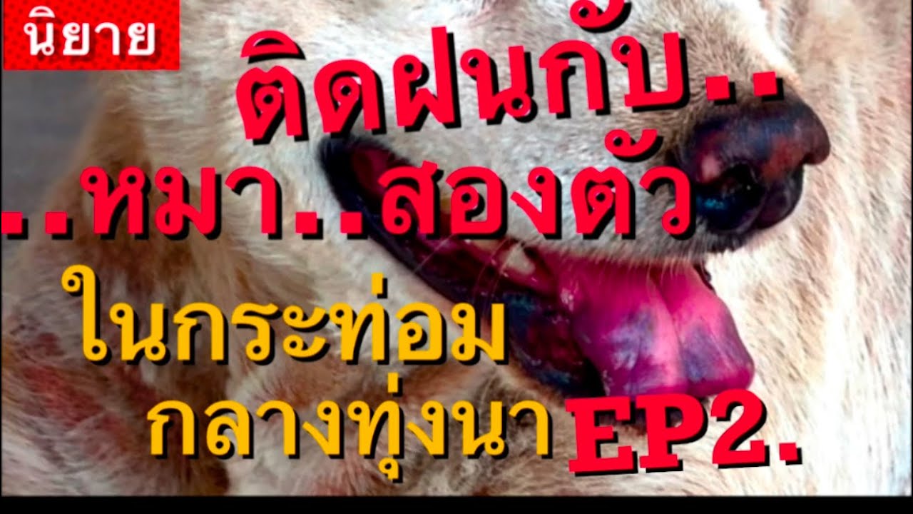 #นิยายเสียง