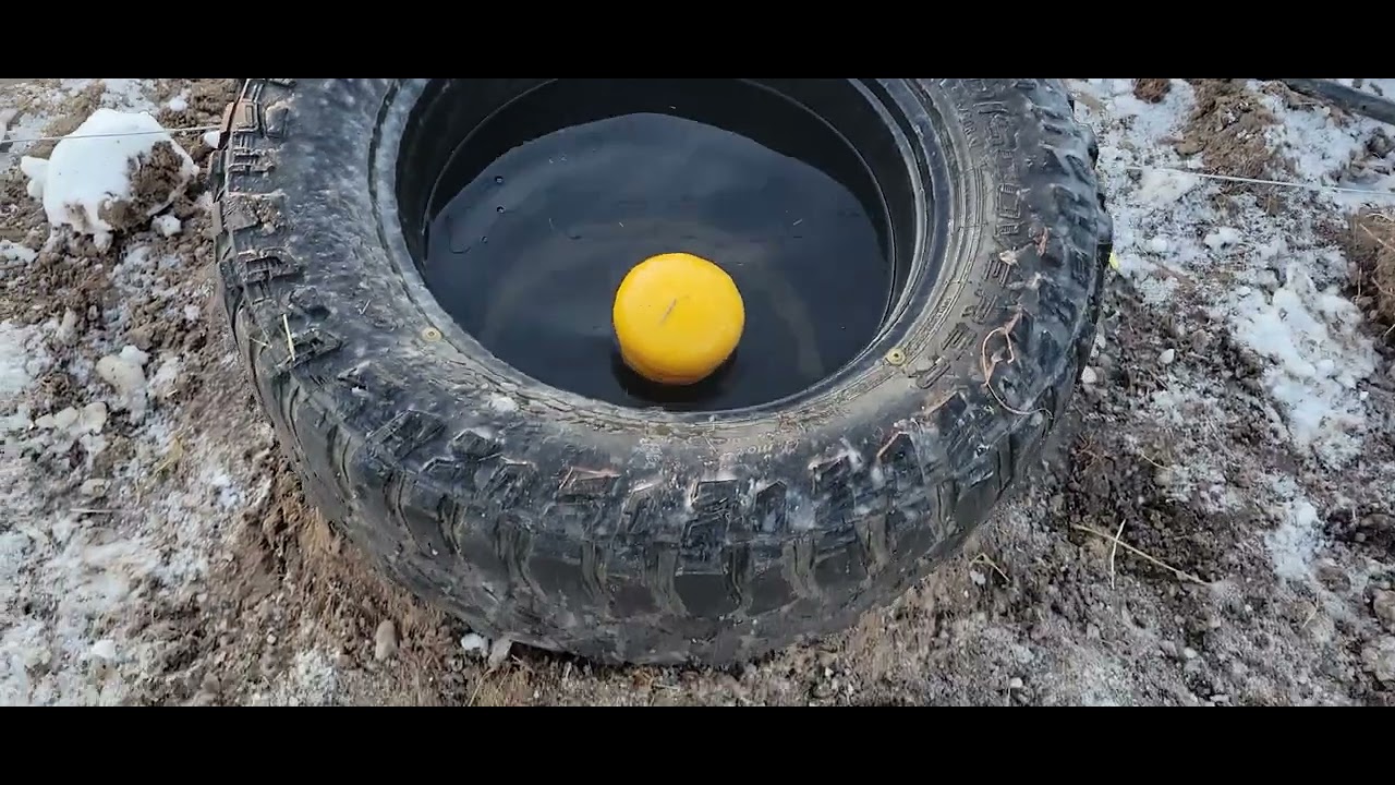 Watering cattle in the Minnesota winter.