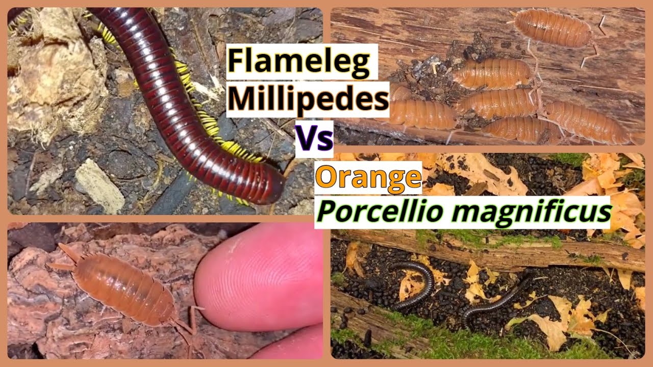 Porcellio magnificus and Flameleg Millipedes