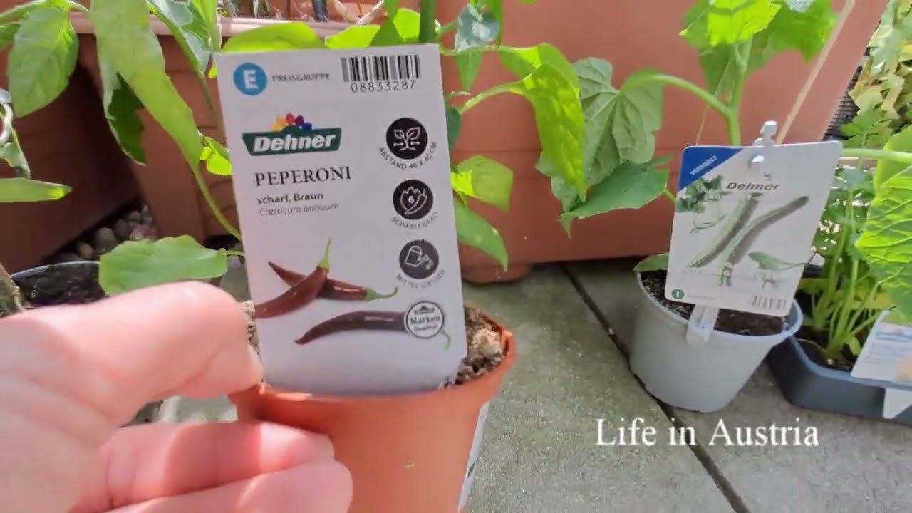 Minigarten 🍓Gem&uuml;se, Obst, Blumen und Kr&auml;uter 🌽
