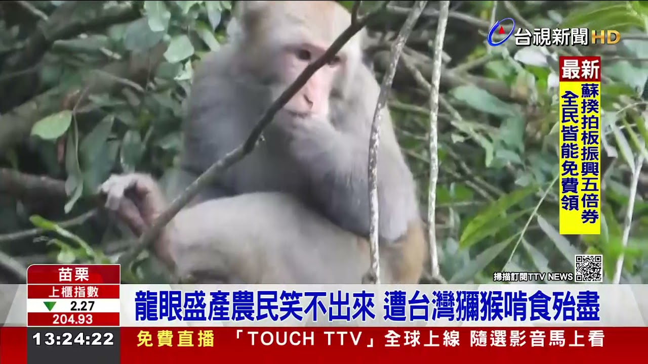 苗栗苑裡龍眼盛產 火炎山獼猴天天光顧