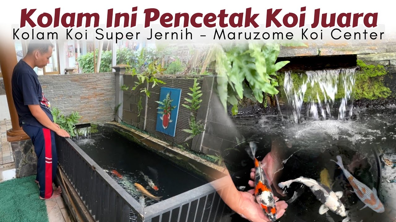 Kolam Koi Super Jernih Pencetak Koi Juara ❗