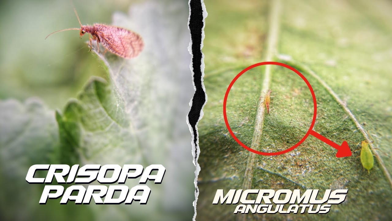 CRISOPA PARDA   (Micromus angulatus) CURIOSIDADES y Empleo en CONTROL BIOLÓGICO