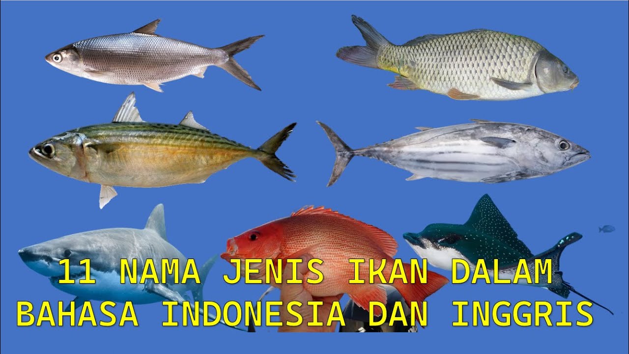 Mengenal Nama Nama Jenis Ikan Dalam Bahasa Indonesia dan Bahasa Inggris, Ikan Hiu, Ikan Mas, Kakap