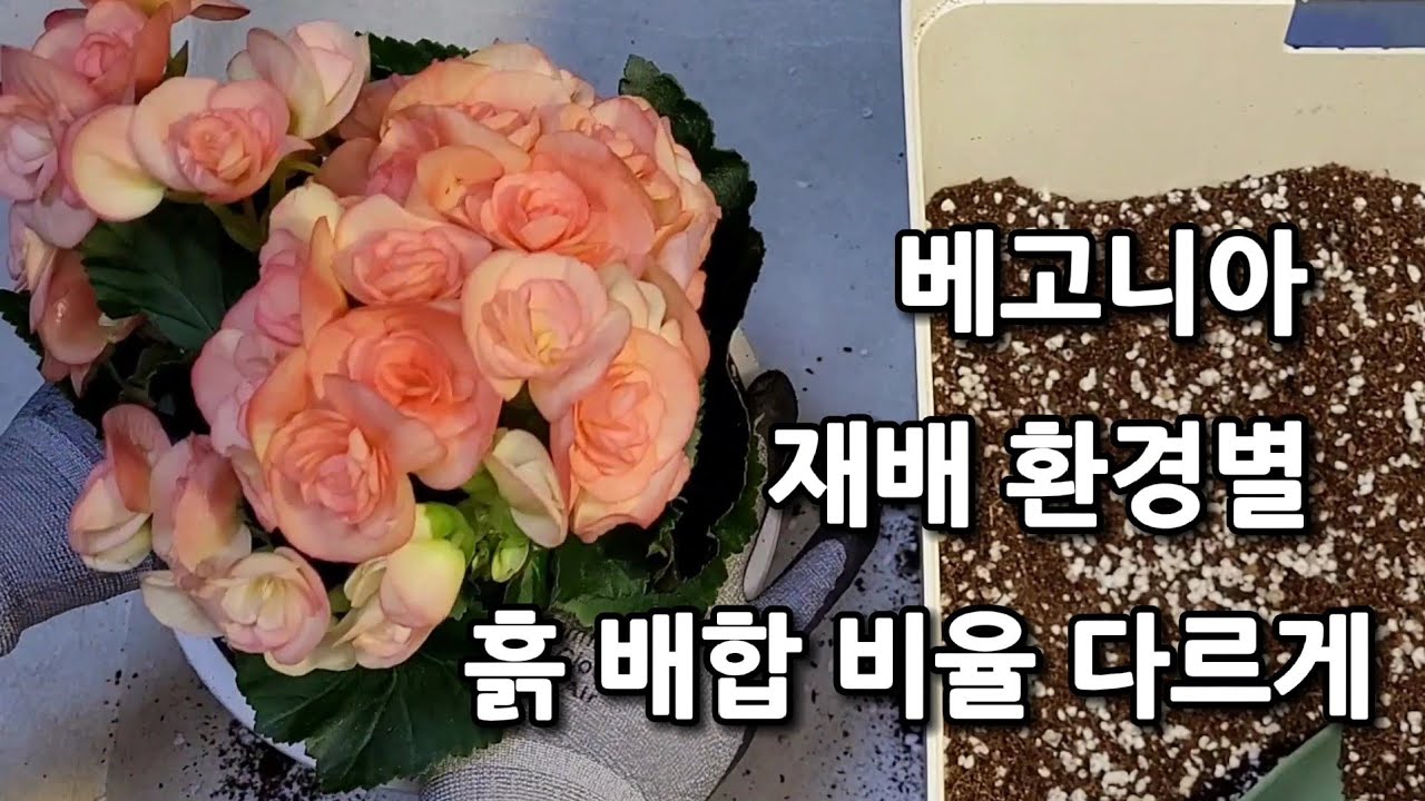 맞춤형 용토, 장미 보다 예쁜 꽃 베고니아 분갈이와 재배 (Elatior Begonia)