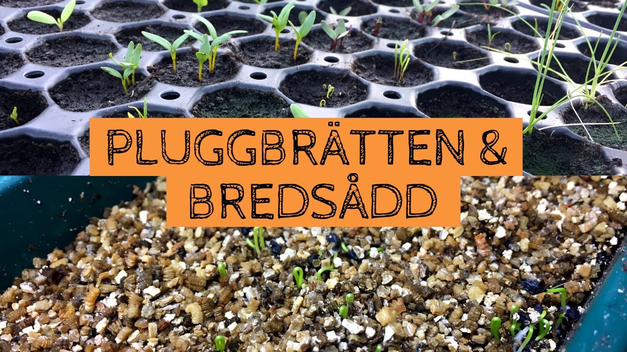 PLUGGBRÄTTEN och BREDSÅDD - När använder jag vad och hur?