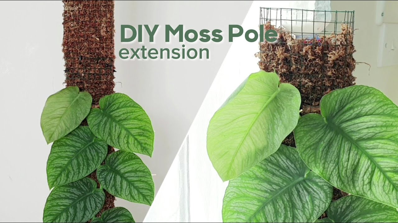 DIY Moss Pole Extension for Monstera Dubia
