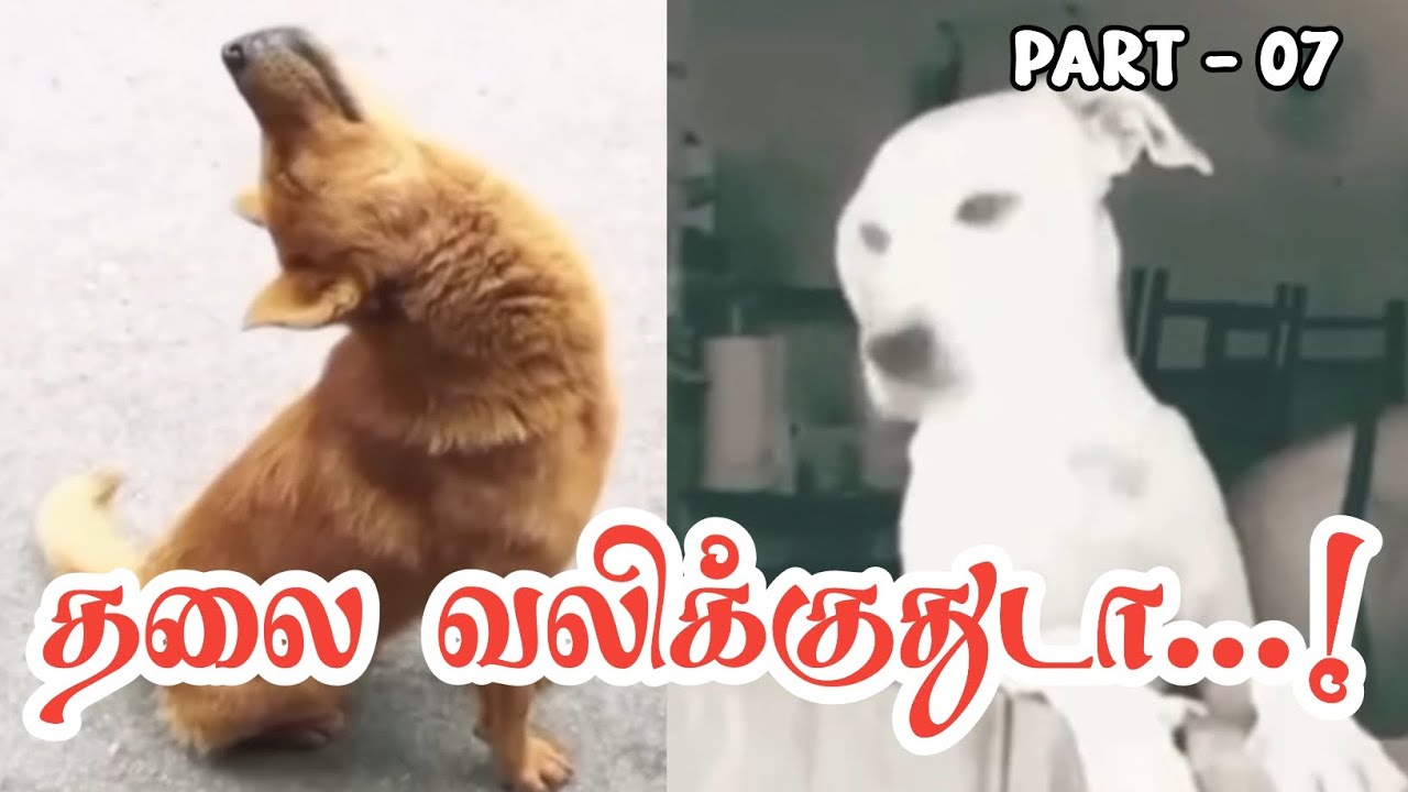 Part - 07 நீ ஒரு சோத்து குண்டா நான் ஒரு குழம்பு குண்டா 🤣🤣🤣