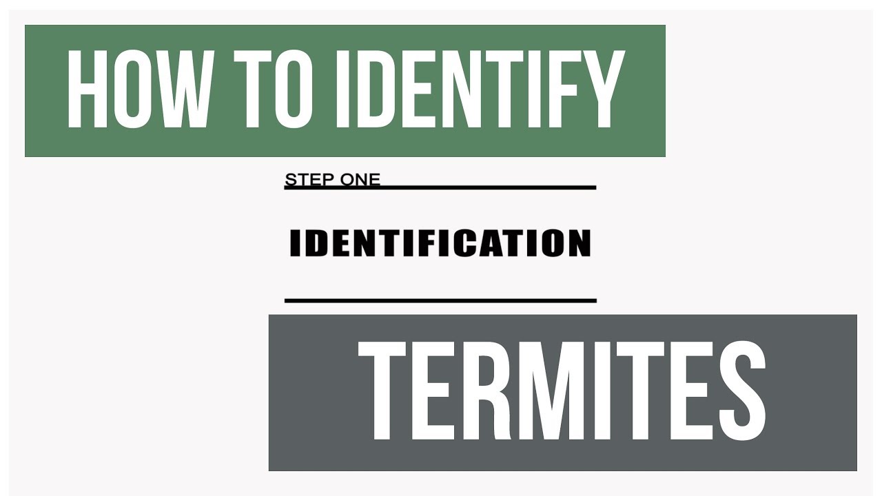 How to Inspect and Identify Termite Species