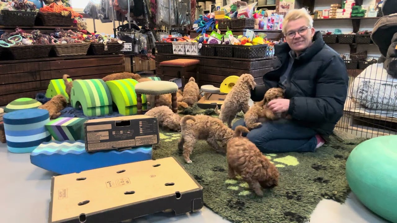 Skye og Kenya hvalpe i butikken 