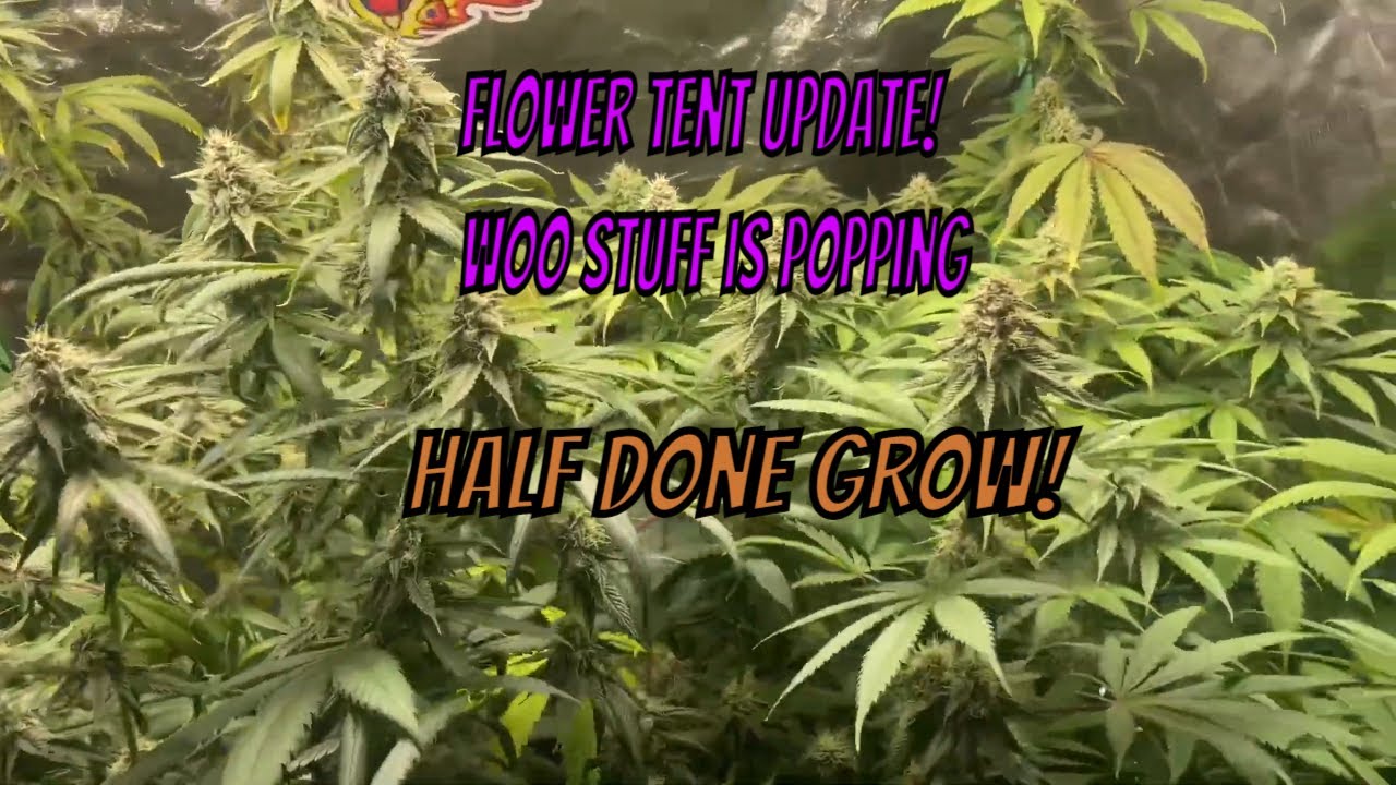 Organic Cannabis 3 Wow... Its Been Awhile.. Almost Harvest!