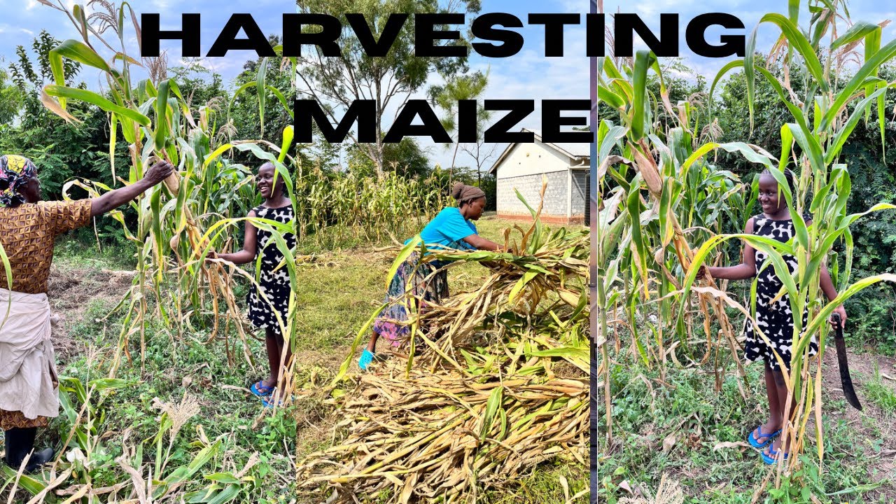 Farm life/ Harvesting maize/ Kenyan Farmer #farming #harvesting #farm