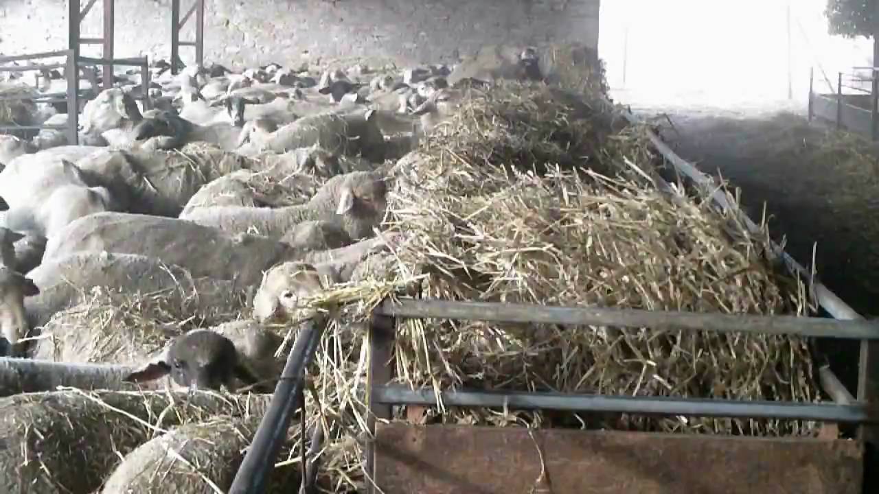 MOUTONS Quel MOUTON es-tu.wmv