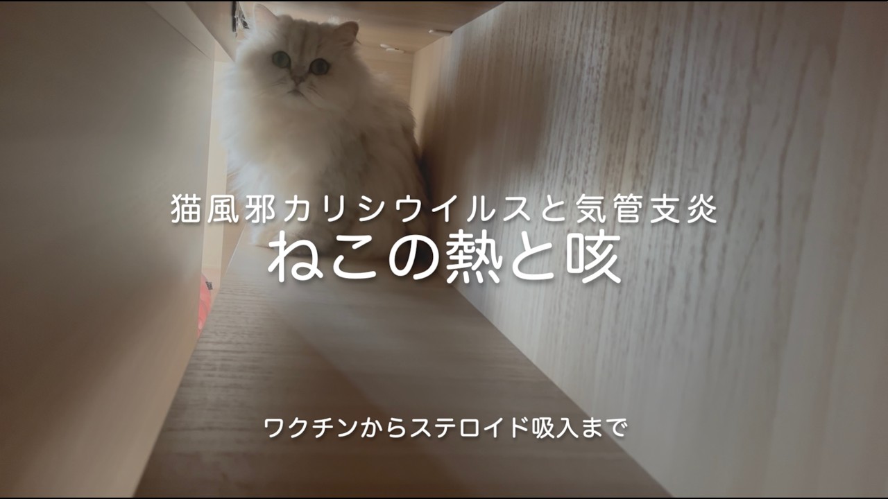 〈重症⁈〉ねこ風邪カリシウイルス、気管支炎の治療（ワクチン接種とステロイド吸入）