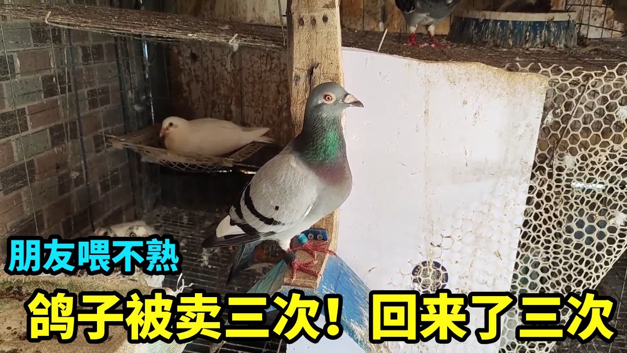 朋友鸽子养不熟，近期我卖出鸽子接二连三的自己飞回来，同一只来来回回一共来反3次#鴿子 #小動物 #信鸽赛鸽