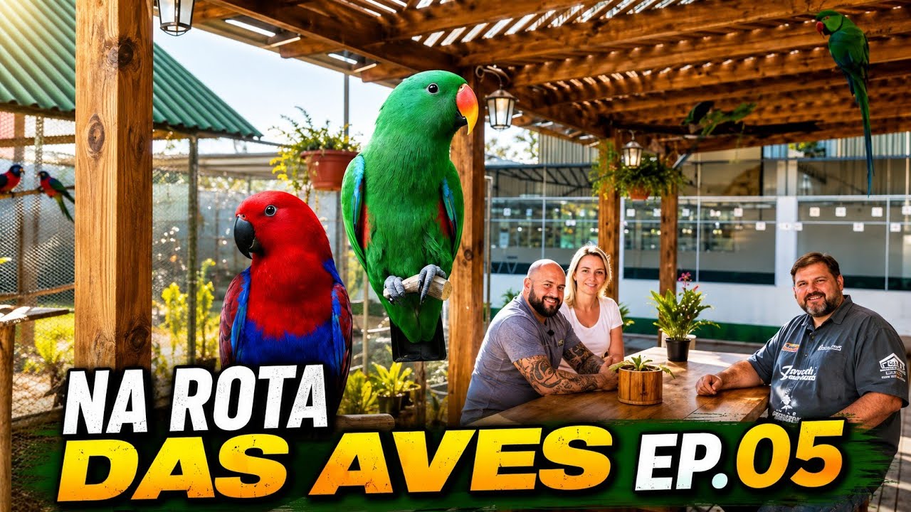 Visitando Criação de AVES | Vitrine dos Psitacideos Exóticos|Na Rota das Aves Ep.05 🦜