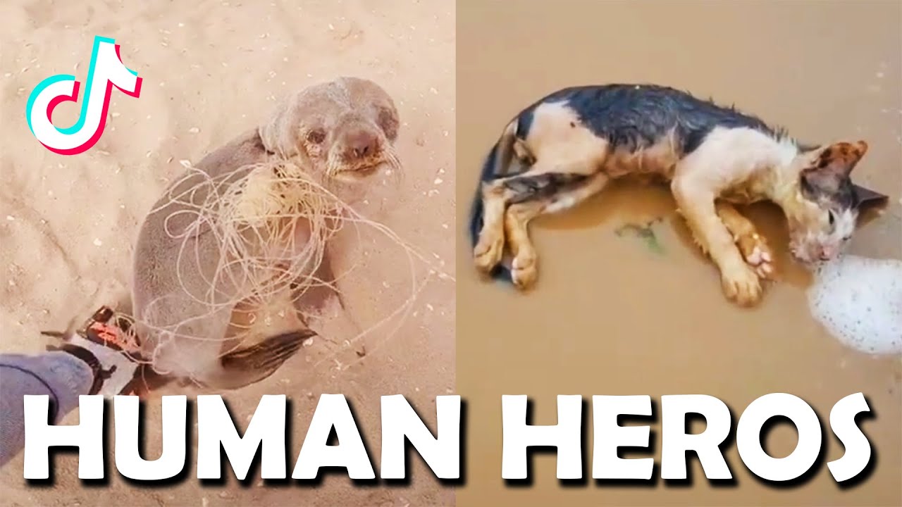Real Human Heroes Saving Poor Animals 🙏 - TikTok Compilation