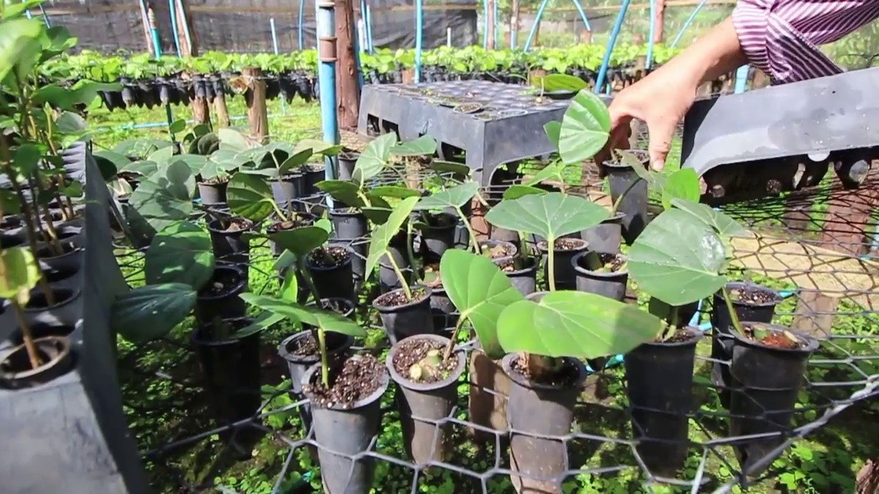 Alagoas começa a produzir mudas de pimenta-do-reino