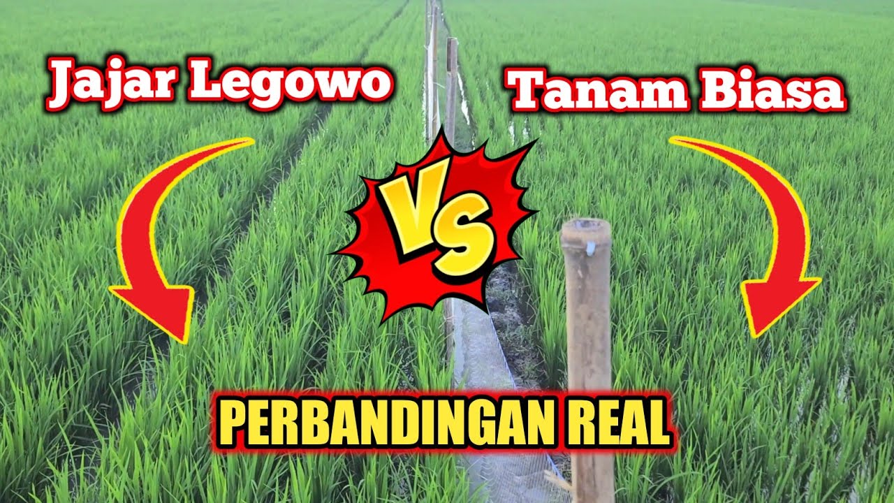 Perbandingan Real Sistem Tanam JARWO JAJAR LEGOWO VS BIASA