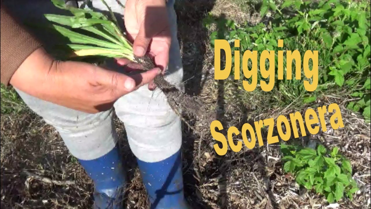 A short video about scorzonera