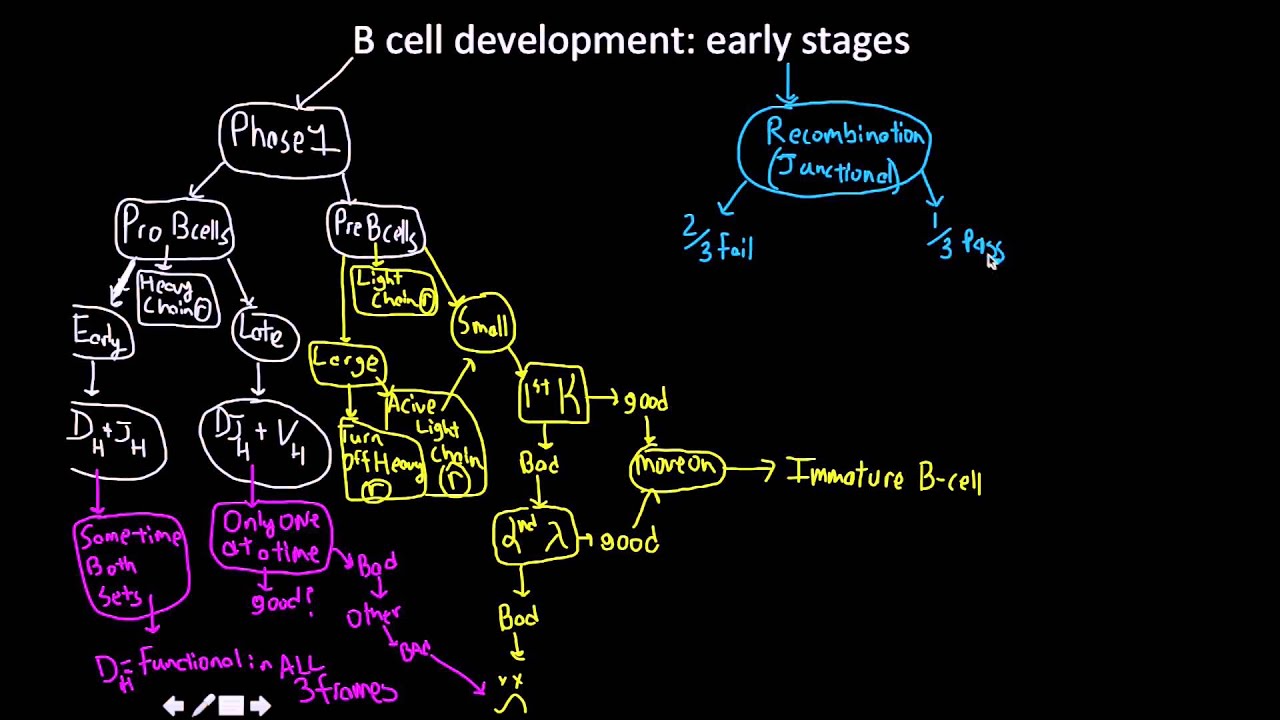 Immunology: B cell development, pro and pre B cells MAP
