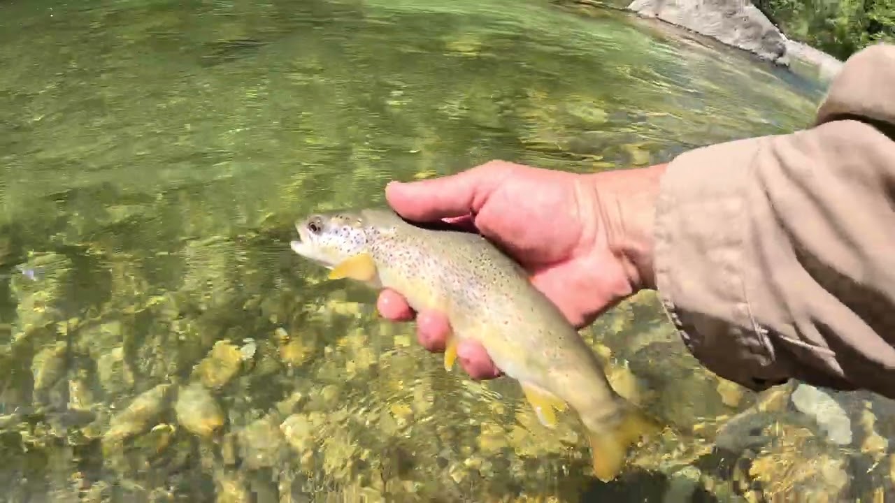 Pêche en nymphe au fil sur la plus belle rivière de France : des poissons incroyables partout ! 😍