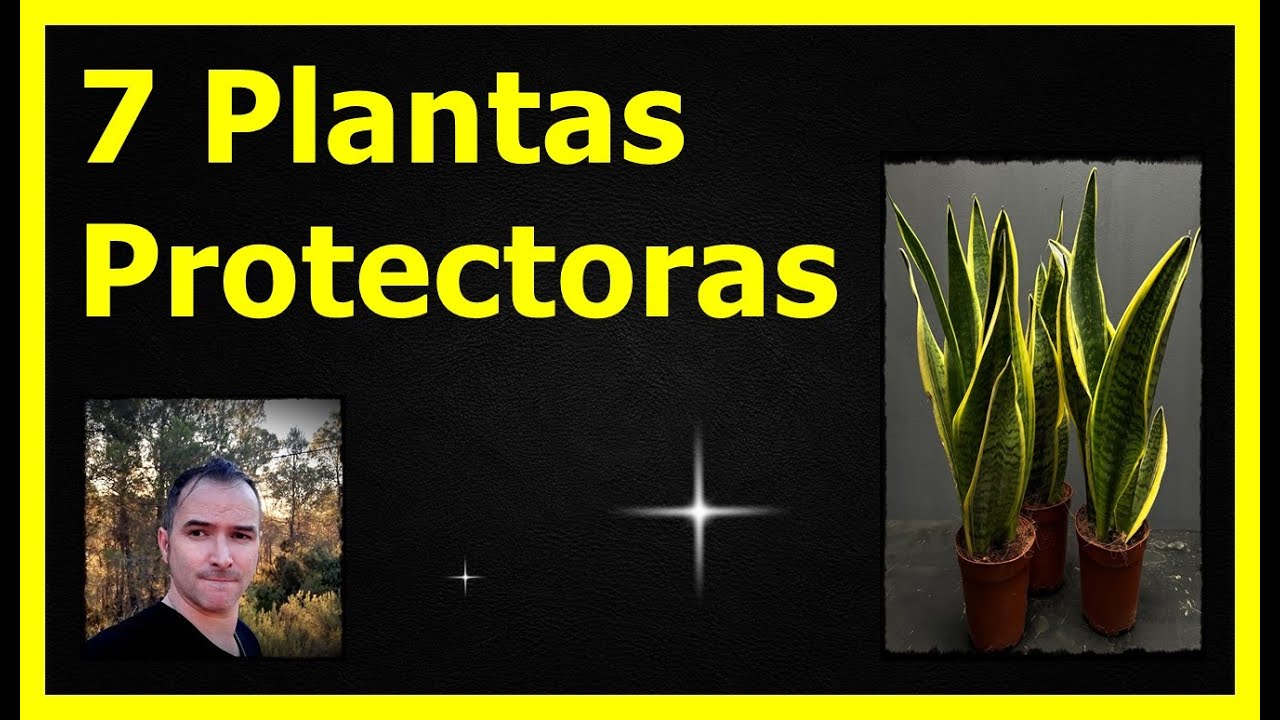 7 PLANTAS PROTECTORAS